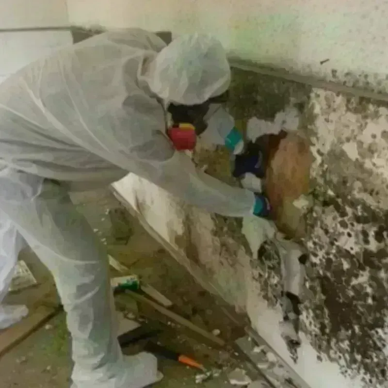 Mold Remediation and Removal in Mohawk, NY